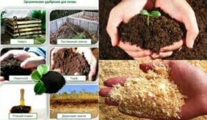 Органические удобрения почвы