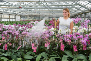 Выращивание орхидей в теплице