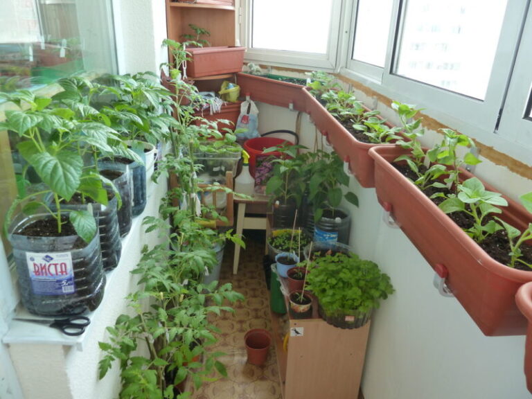 Какие овощи можно выращивать на балконе, и что для этого нужно