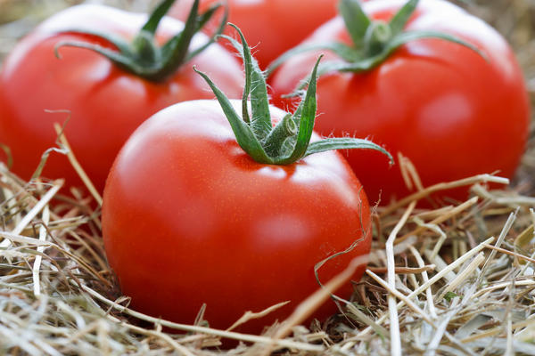 Как правильно хранить помидоры, чтобы они были максимально свежими и вкусны