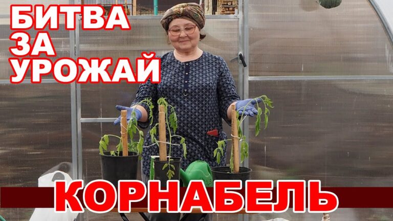 Помидоры (томаты) Корнабель в теплице в открытом грунте | myplot.ru
