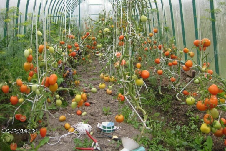 Как правильно подвязать помидоры в теплице и на открытом грунте?