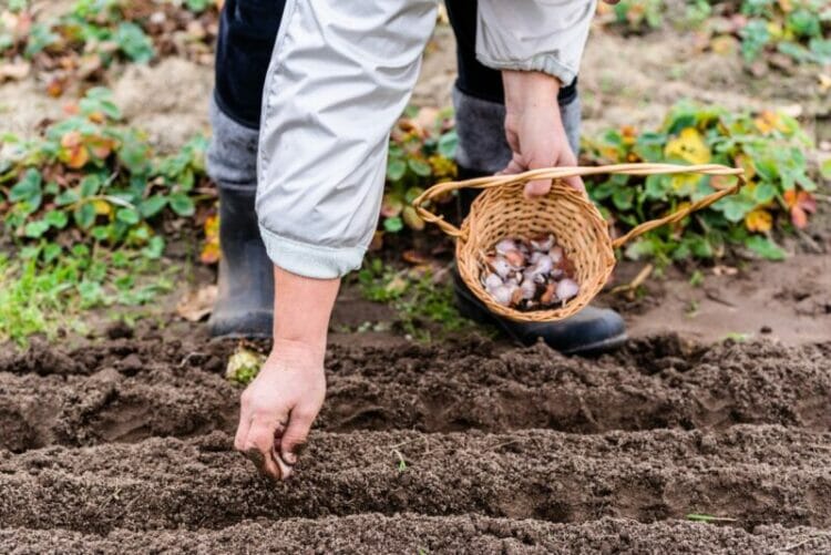 Почва для выращивания чеснока