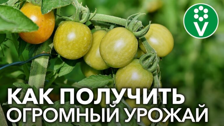 Секреты выращивания томатов в открытом грунте | myplot.ru