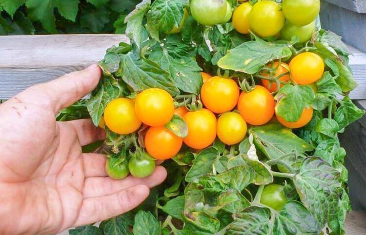 методы увеличения урожайности домашних овощей