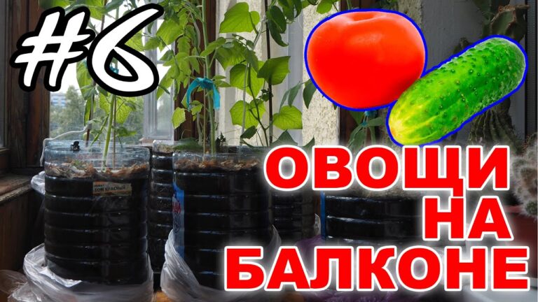🍅🥒Выращиваем овощи огурцы и помидоры на балконе | myplot.ru