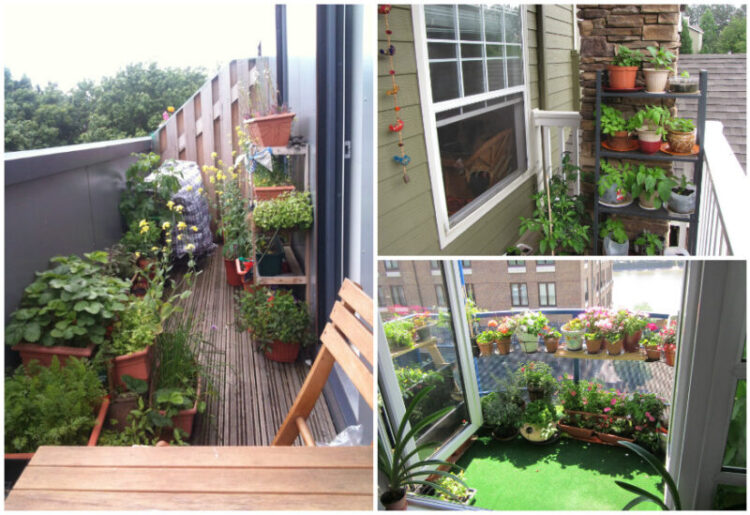 Особенности огорода на балконе