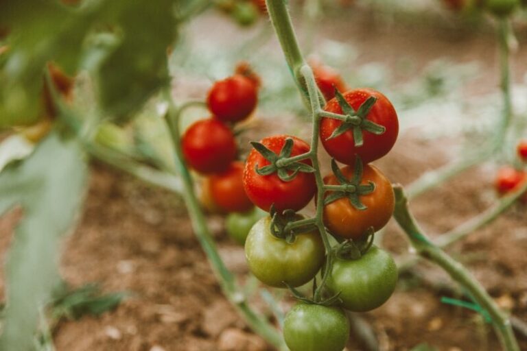 Раскройте питательный потенциал помидоров для оптимального цветения | myplot.ru