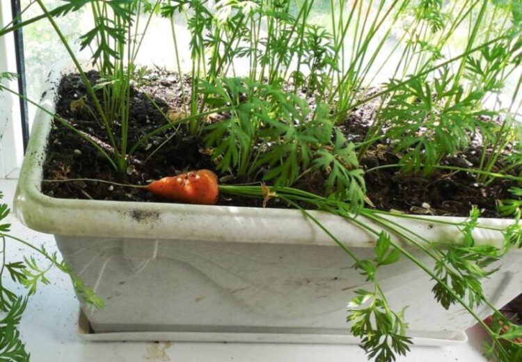 Морковь на балконе