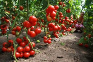 Выращивания урожайных томатов