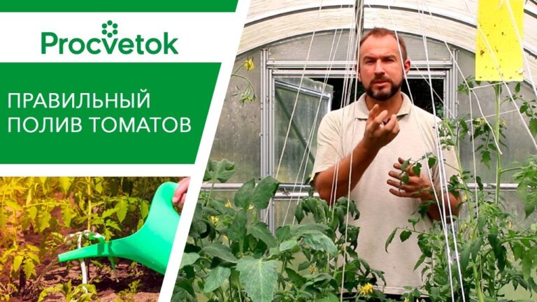 Когда поливать помидоры, утром или вечером? Руководство по поливу помидоров | myplot.ru